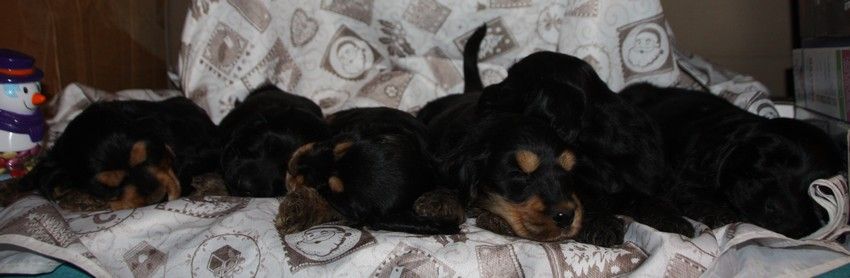 chiot Cocker Spaniel Anglais du Grand Cougnot