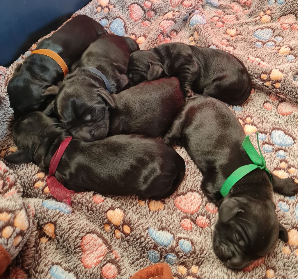 chiot Cocker Spaniel Anglais du Grand Cougnot