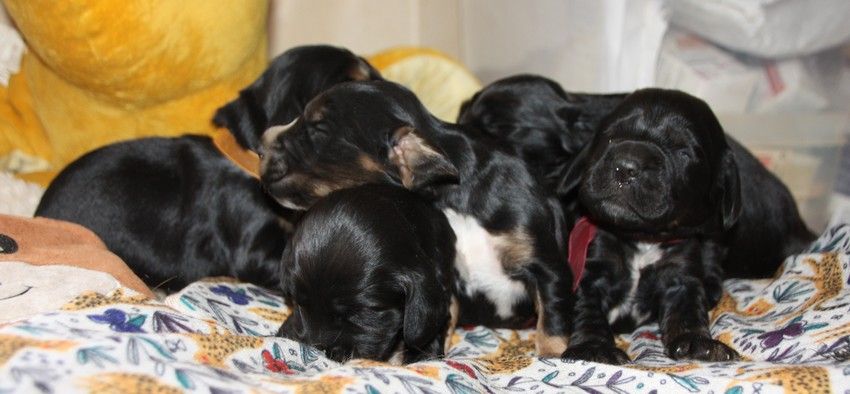 chiot Cocker Spaniel Anglais du Grand Cougnot