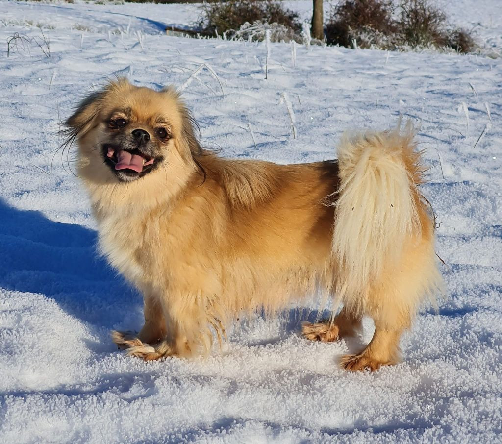 sadko samotsvety Evpraxia