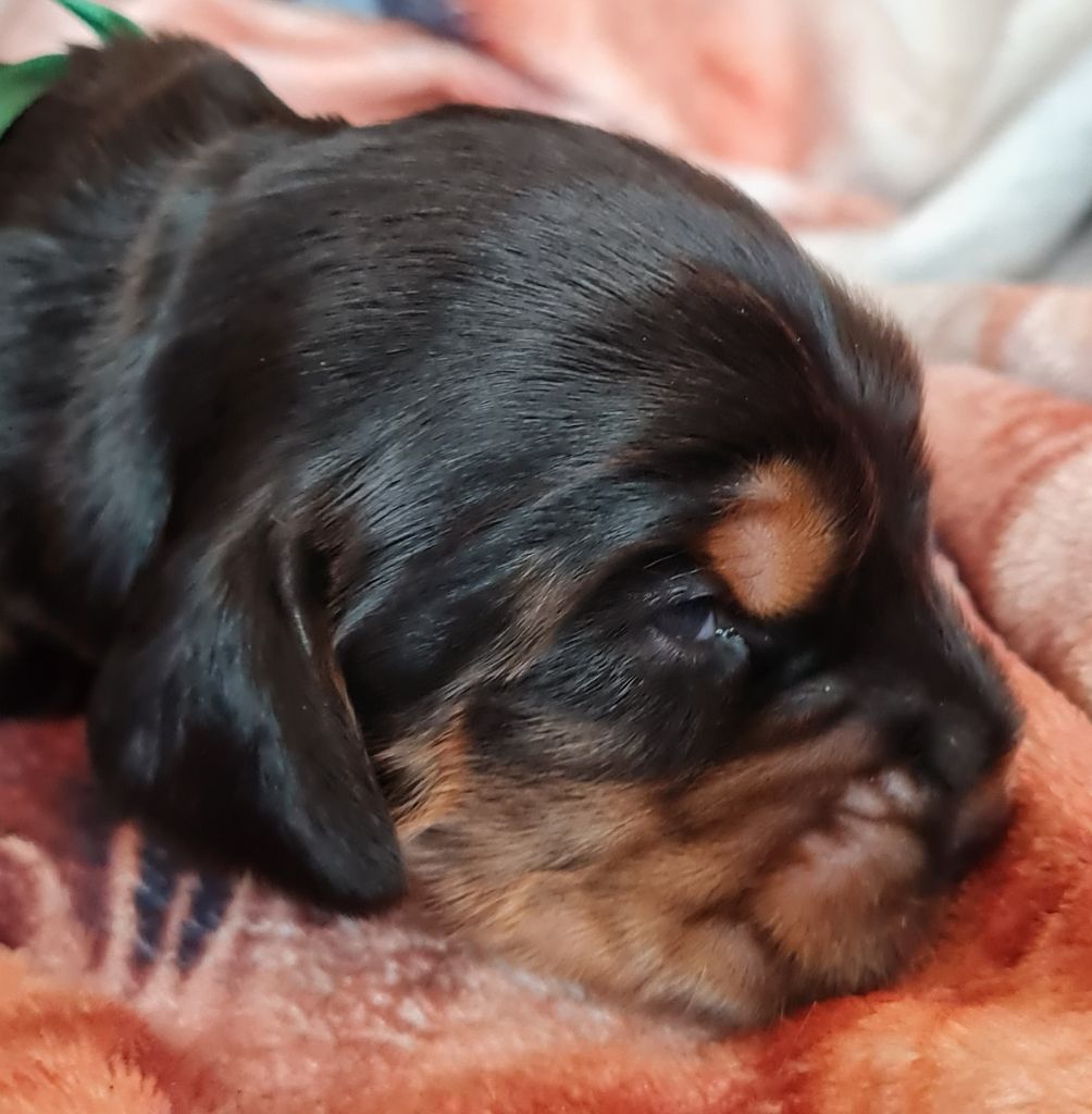 Chiot de Céleste 