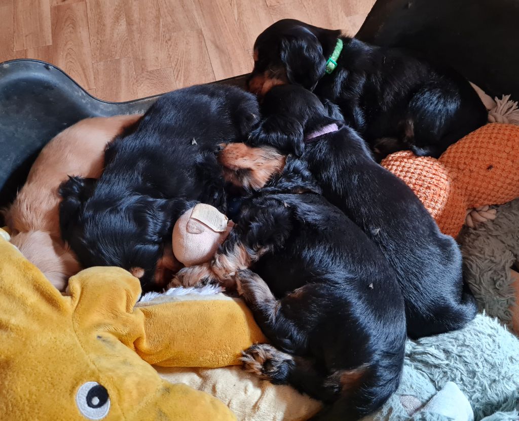 Chiot de Céleste 