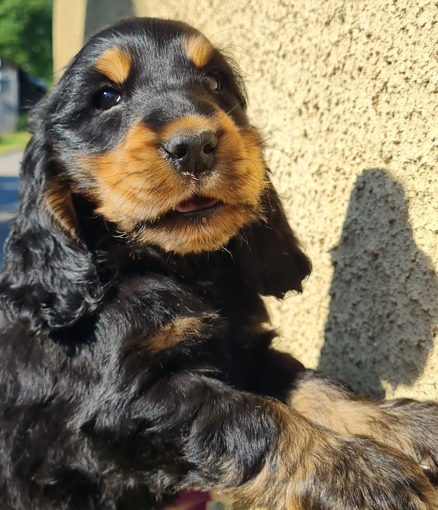 Chiot de Céleste 
