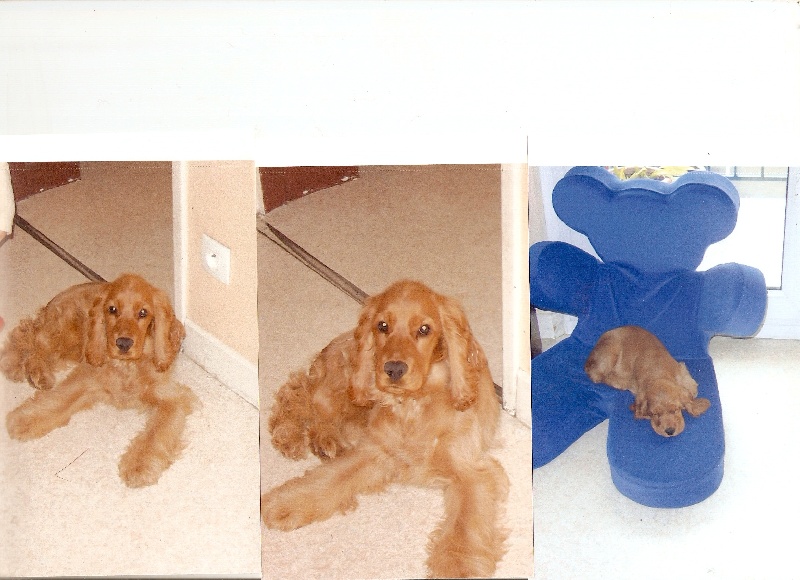 Photos des clients