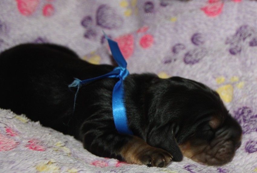 du Grand Cougnot - Chiots disponibles - Cocker Spaniel Anglais