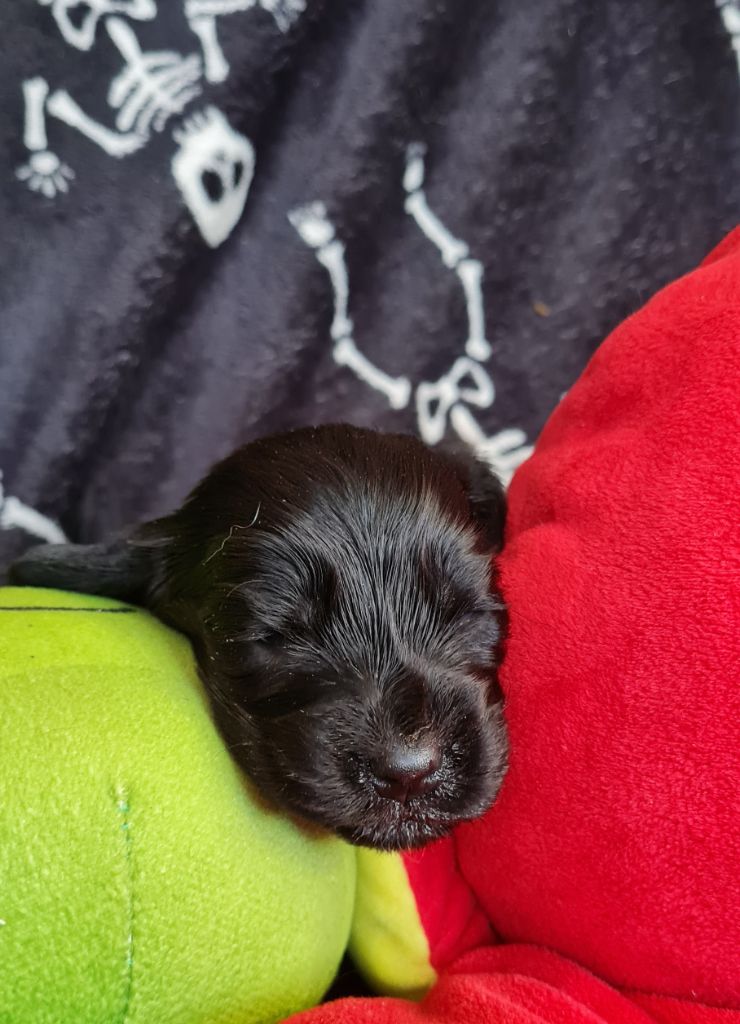 du Grand Cougnot - Chiots disponibles - Cocker Spaniel Anglais