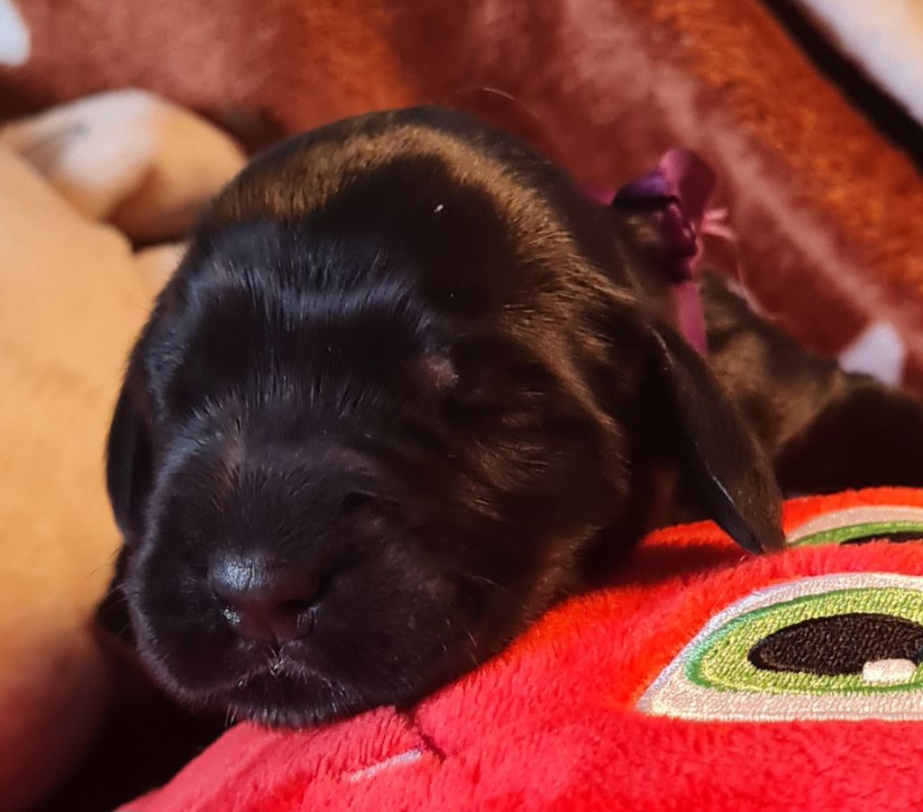 du Grand Cougnot - Chiots disponibles - Cocker Spaniel Anglais