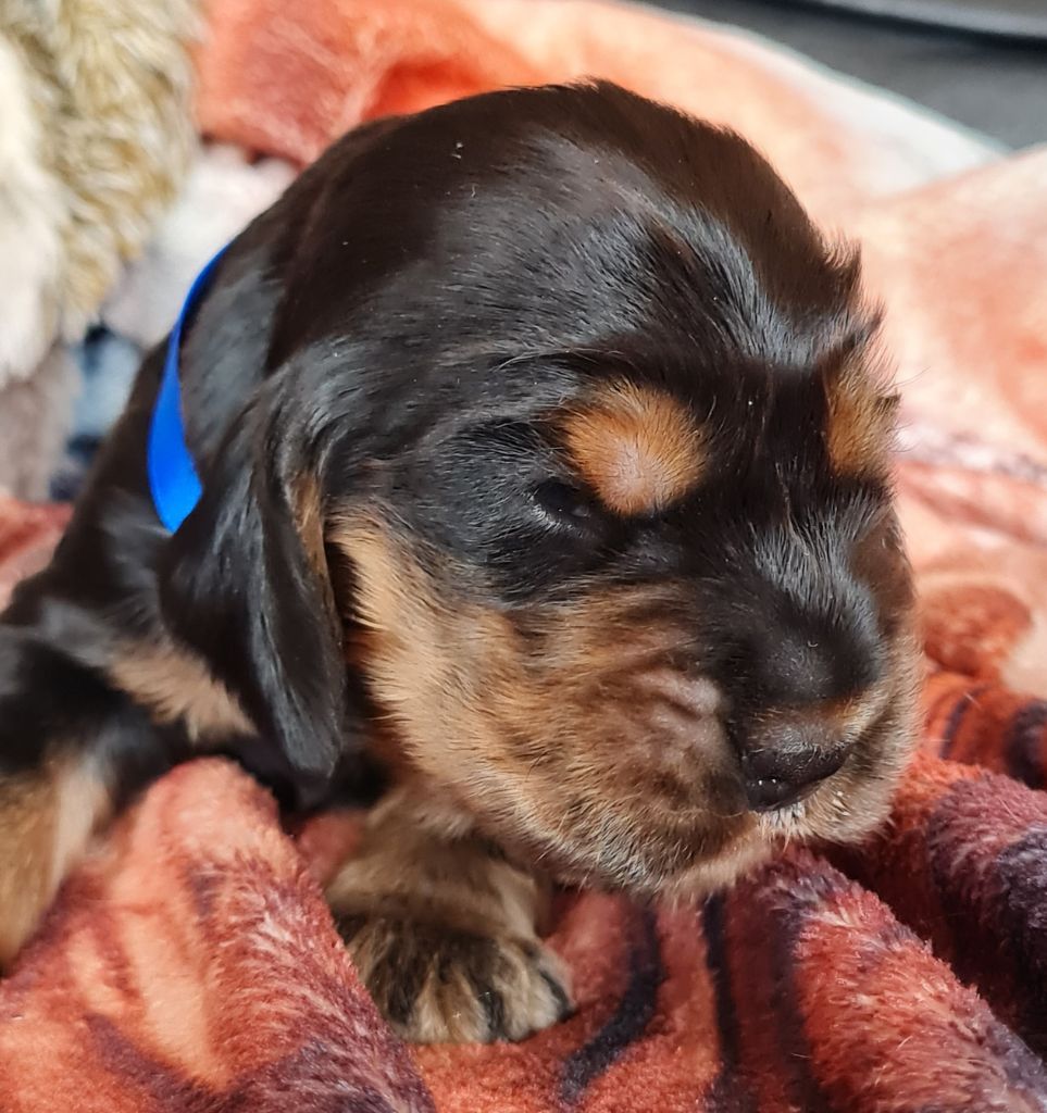 du Grand Cougnot - Chiots disponibles - Cocker Spaniel Anglais