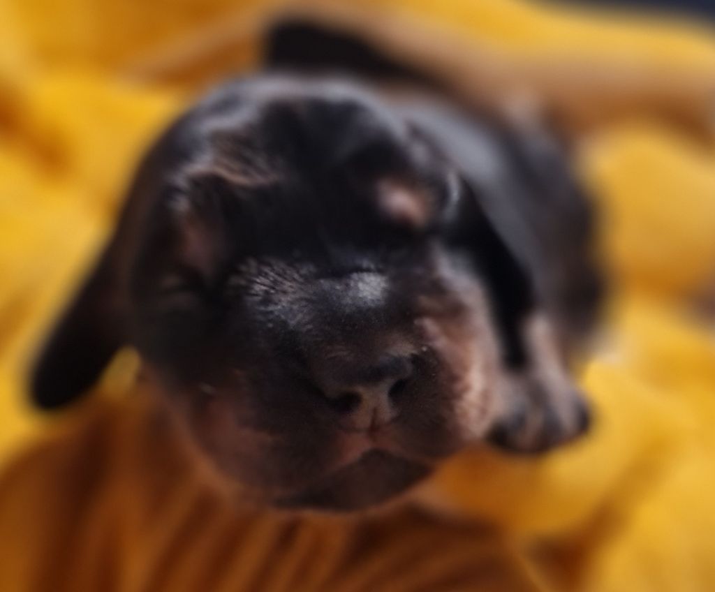 du Grand Cougnot - Chiots disponibles - Cocker Spaniel Anglais
