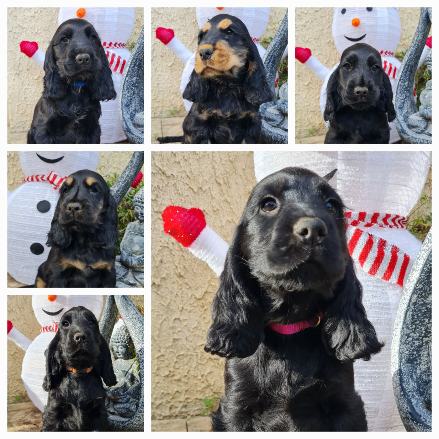 du Grand Cougnot - Cocker Spaniel Anglais - Portée née le 29/09/2025