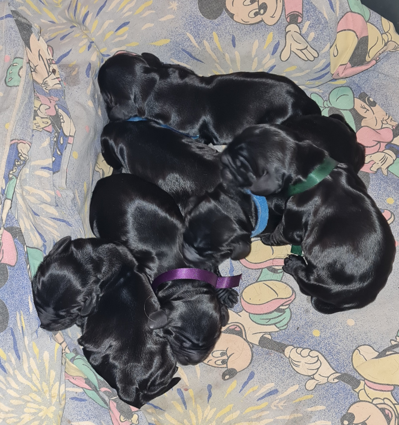 Chiot Cocker Spaniel Anglais du Grand Cougnot