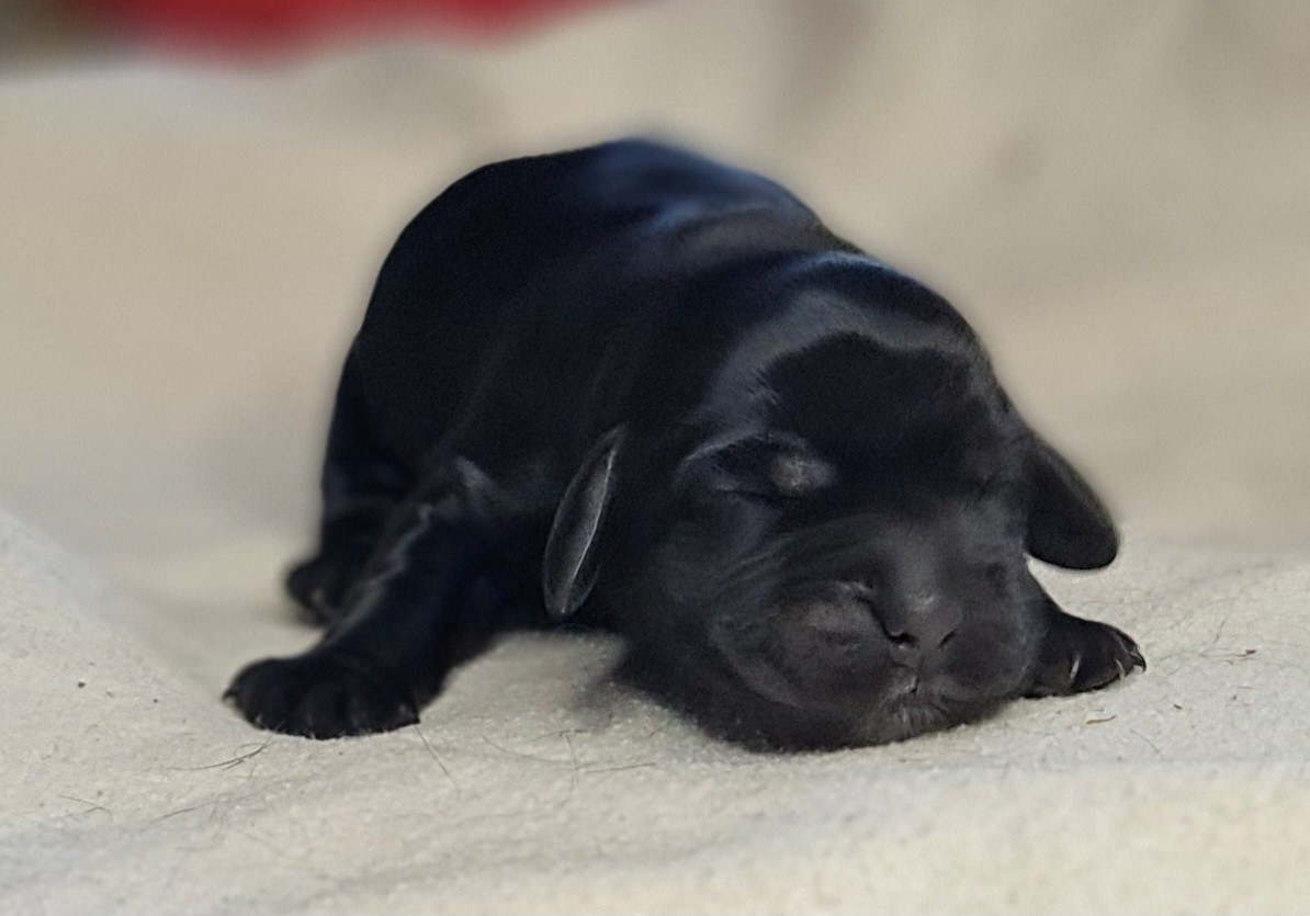 du Grand Cougnot - Chiots disponibles - Cocker Spaniel Anglais