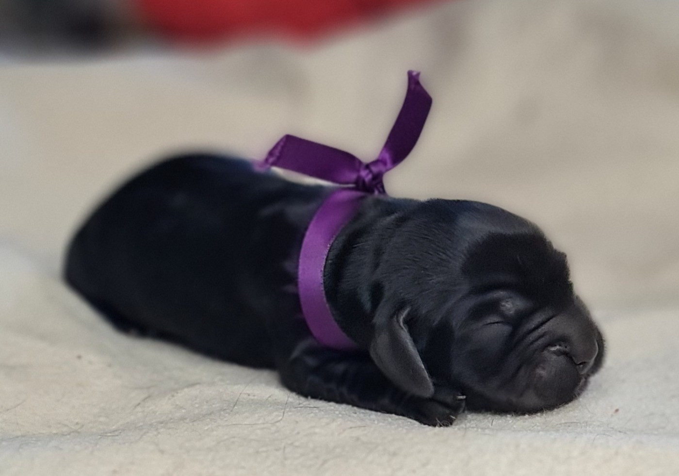 du Grand Cougnot - Chiots disponibles - Cocker Spaniel Anglais