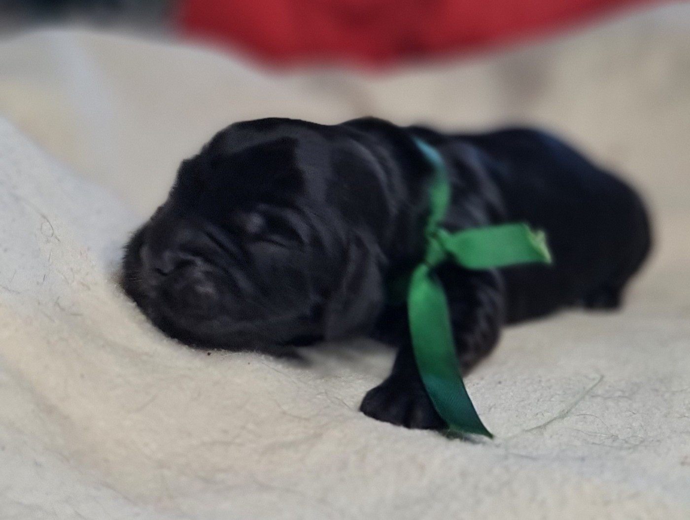 du Grand Cougnot - Chiots disponibles - Cocker Spaniel Anglais