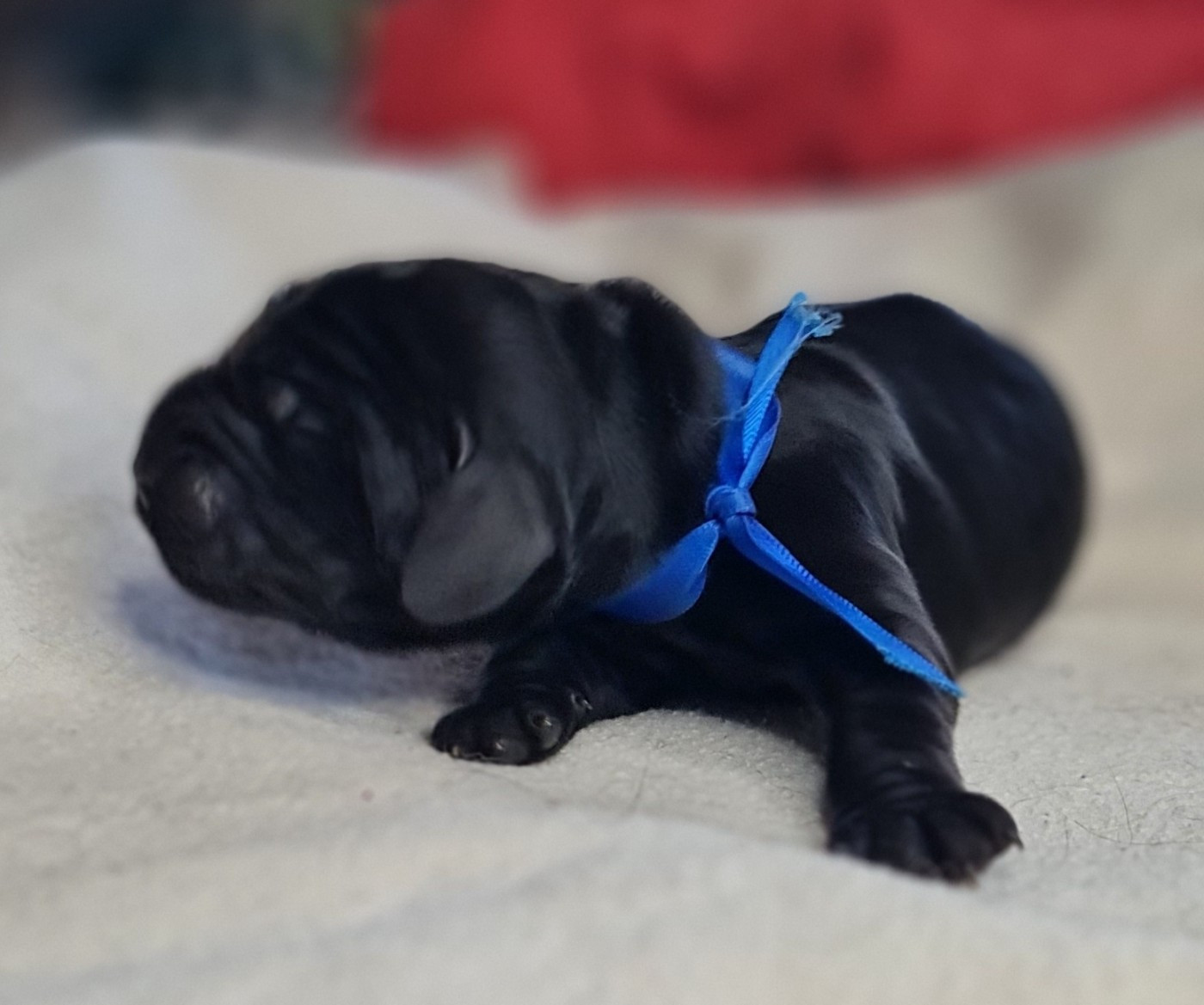 du Grand Cougnot - Chiots disponibles - Cocker Spaniel Anglais