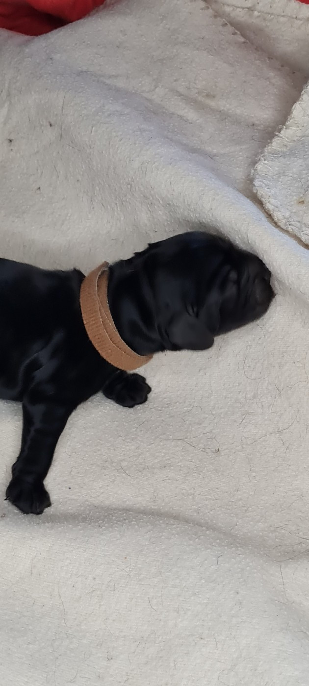 du Grand Cougnot - Chiots disponibles - Cocker Spaniel Anglais