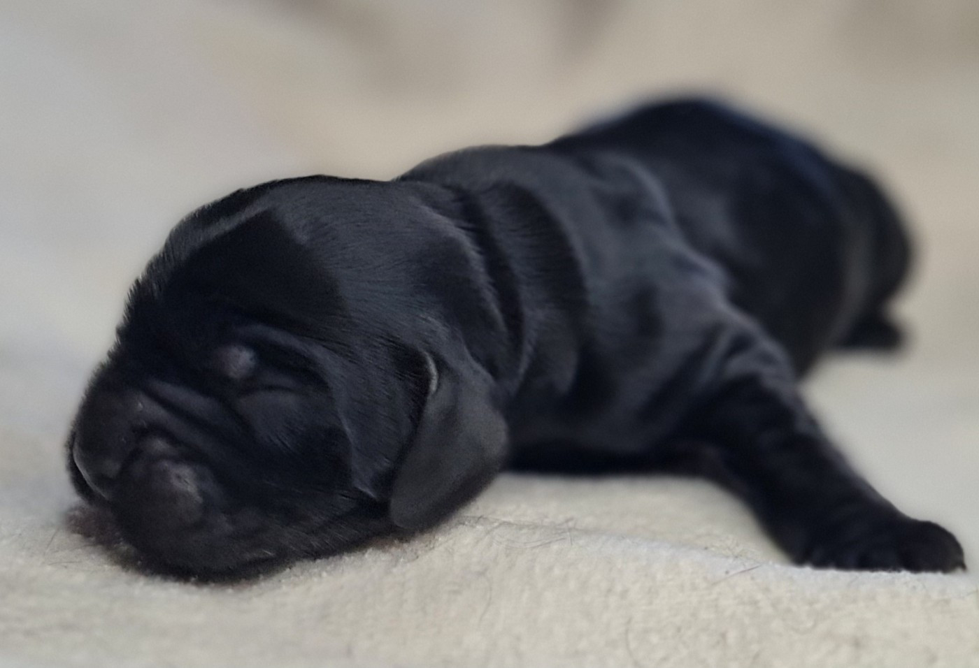 du Grand Cougnot - Chiots disponibles - Cocker Spaniel Anglais