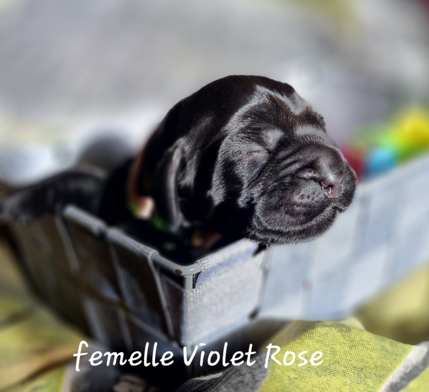 du Grand Cougnot - Chiots disponibles - Cocker Spaniel Anglais