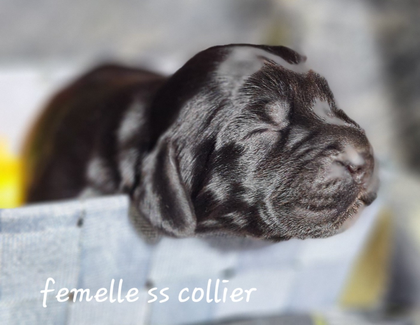 du Grand Cougnot - Chiots disponibles - Cocker Spaniel Anglais