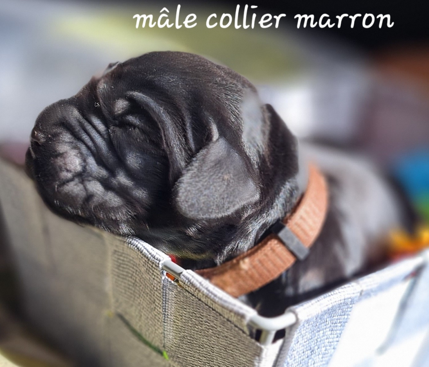 du Grand Cougnot - Chiots disponibles - Cocker Spaniel Anglais