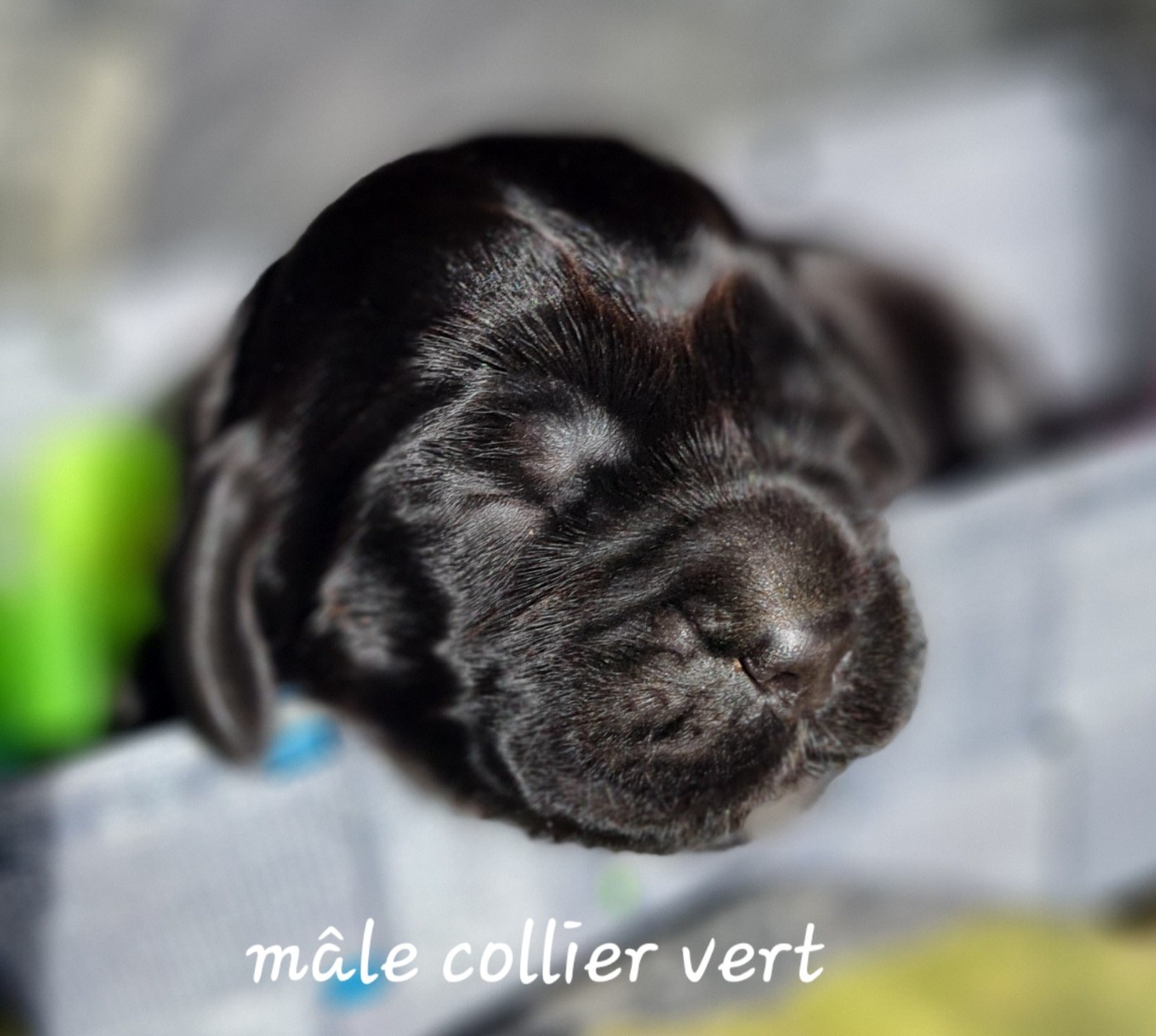du Grand Cougnot - Chiots disponibles - Cocker Spaniel Anglais