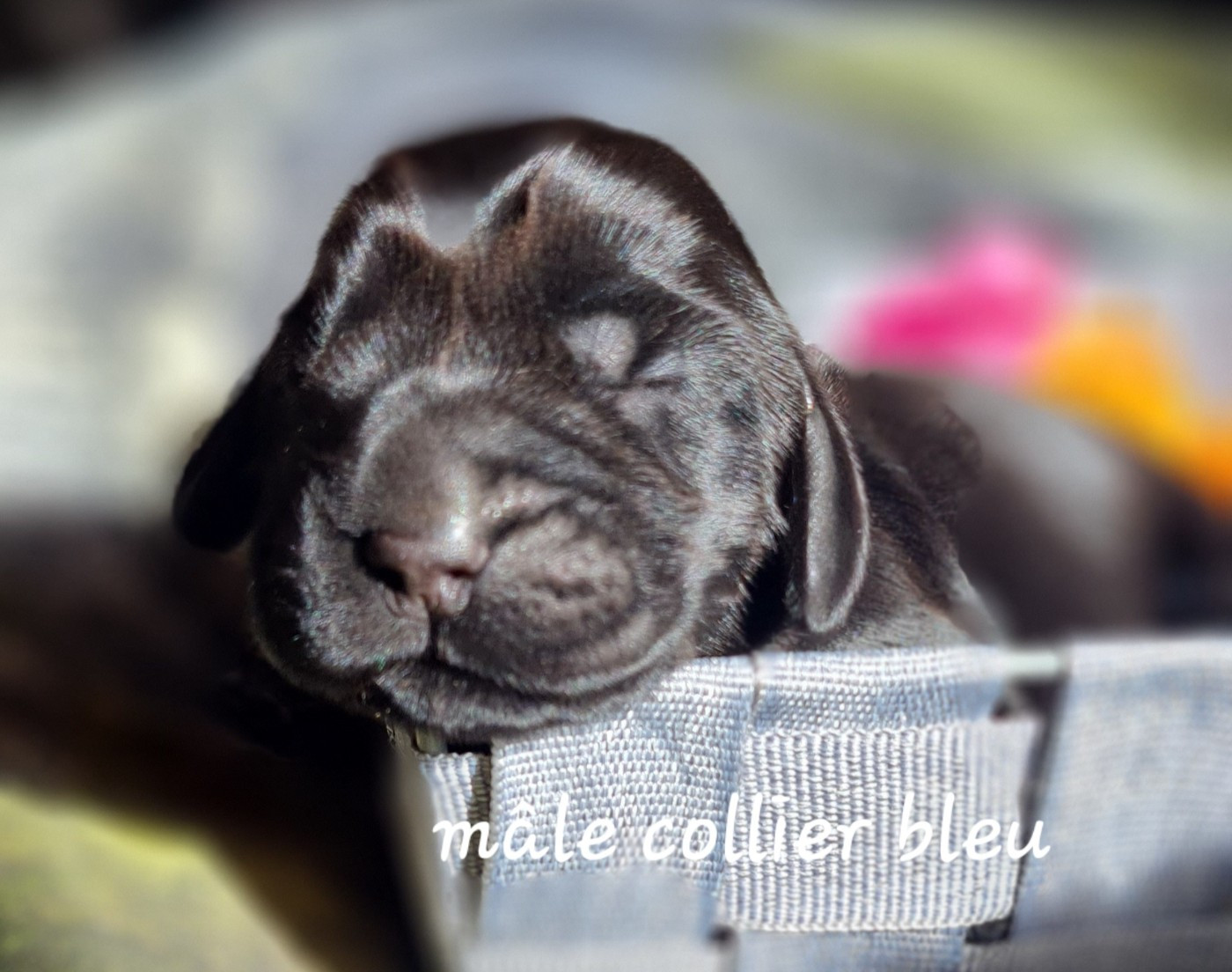 du Grand Cougnot - Chiots disponibles - Cocker Spaniel Anglais