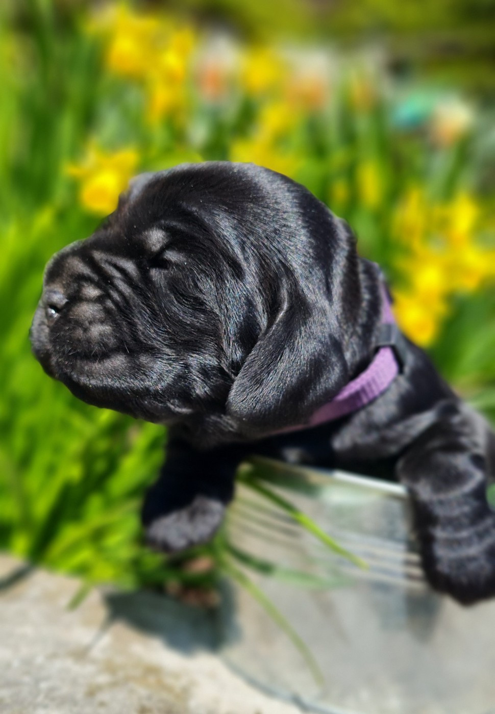 du Grand Cougnot - Chiots disponibles - Cocker Spaniel Anglais