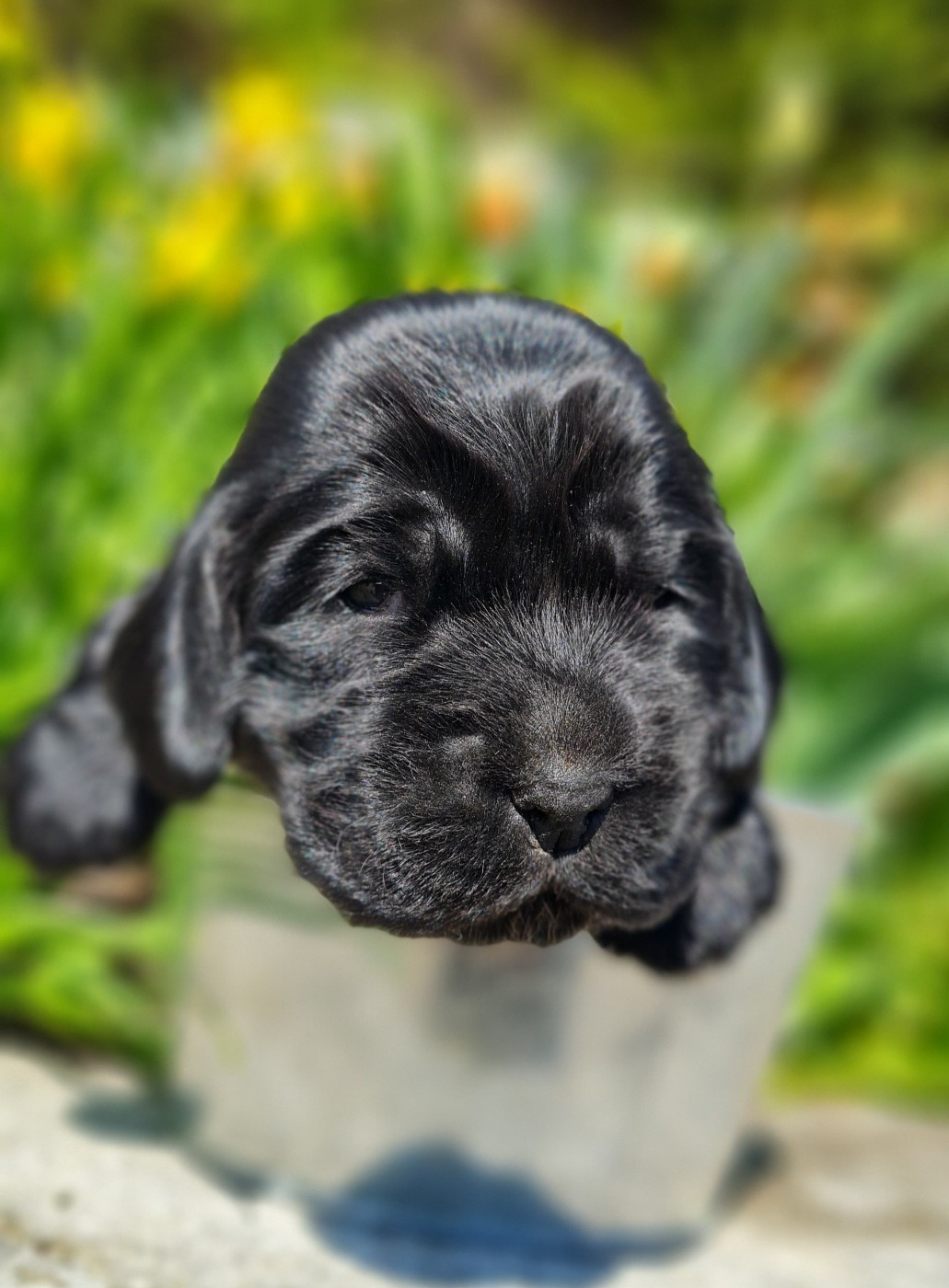 du Grand Cougnot - Chiots disponibles - Cocker Spaniel Anglais