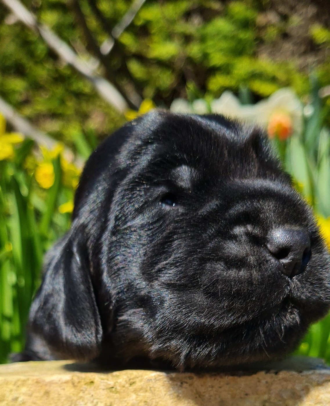 du Grand Cougnot - Chiots disponibles - Cocker Spaniel Anglais