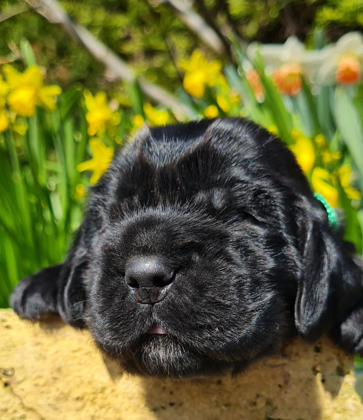 du Grand Cougnot - Chiots disponibles - Cocker Spaniel Anglais