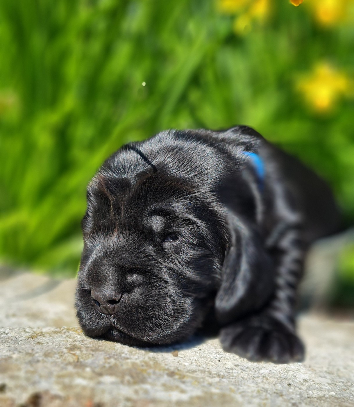 du Grand Cougnot - Chiots disponibles - Cocker Spaniel Anglais