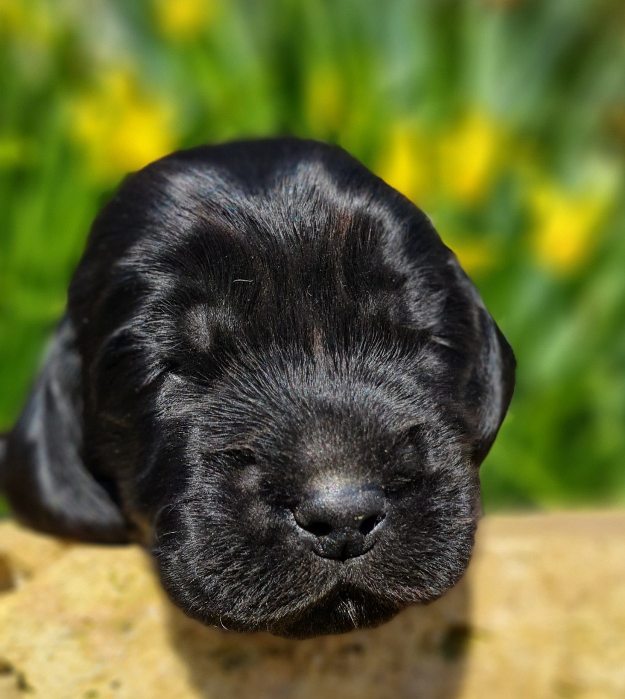 du Grand Cougnot - Chiots disponibles - Cocker Spaniel Anglais