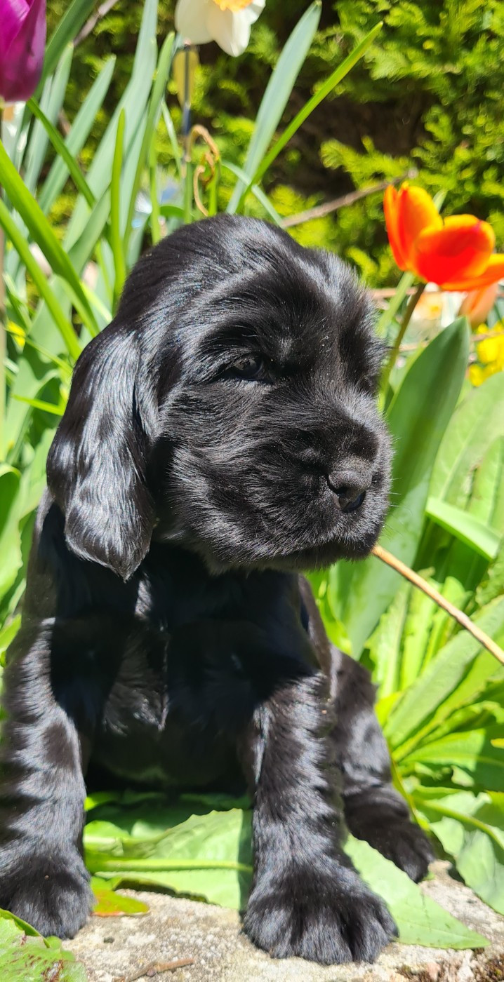 du Grand Cougnot - Chiots disponibles - Cocker Spaniel Anglais