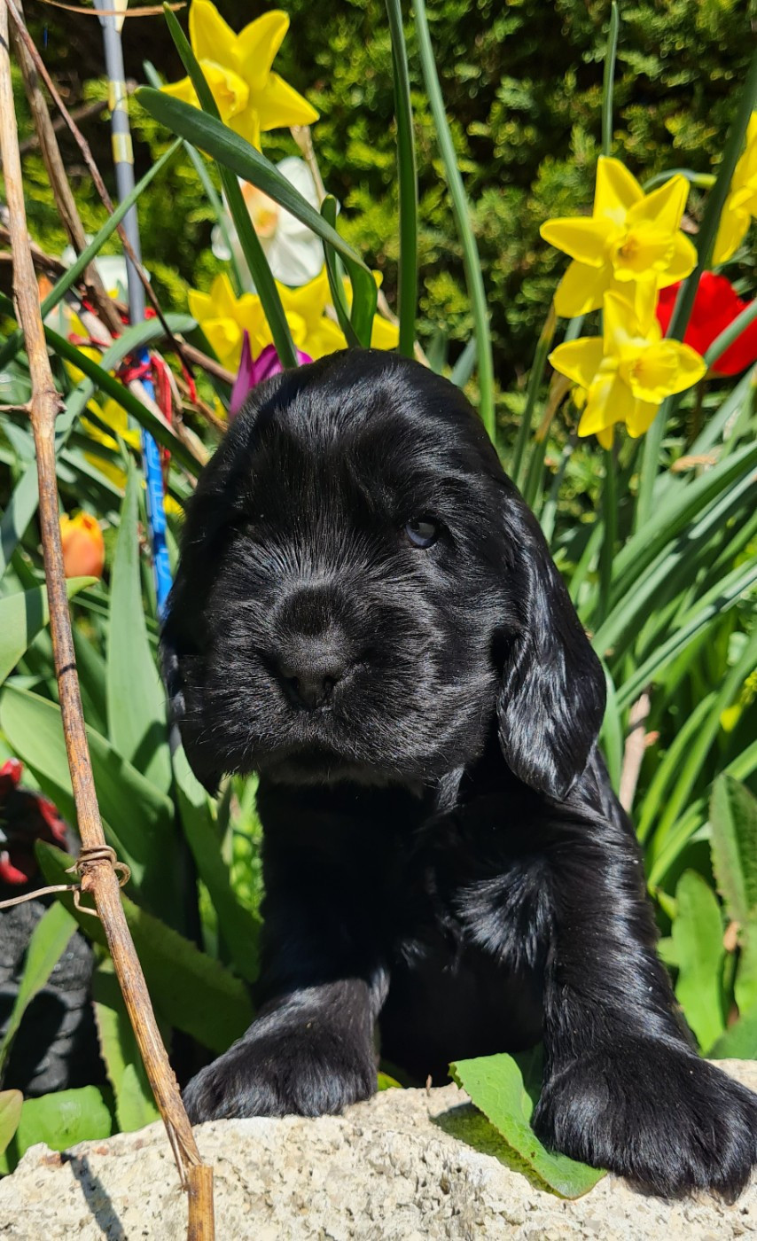 du Grand Cougnot - Chiots disponibles - Cocker Spaniel Anglais
