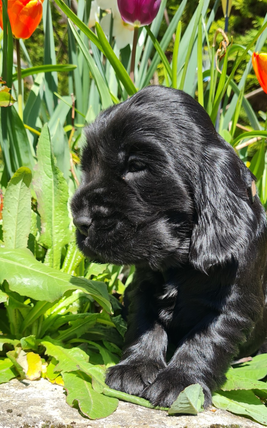 du Grand Cougnot - Chiots disponibles - Cocker Spaniel Anglais