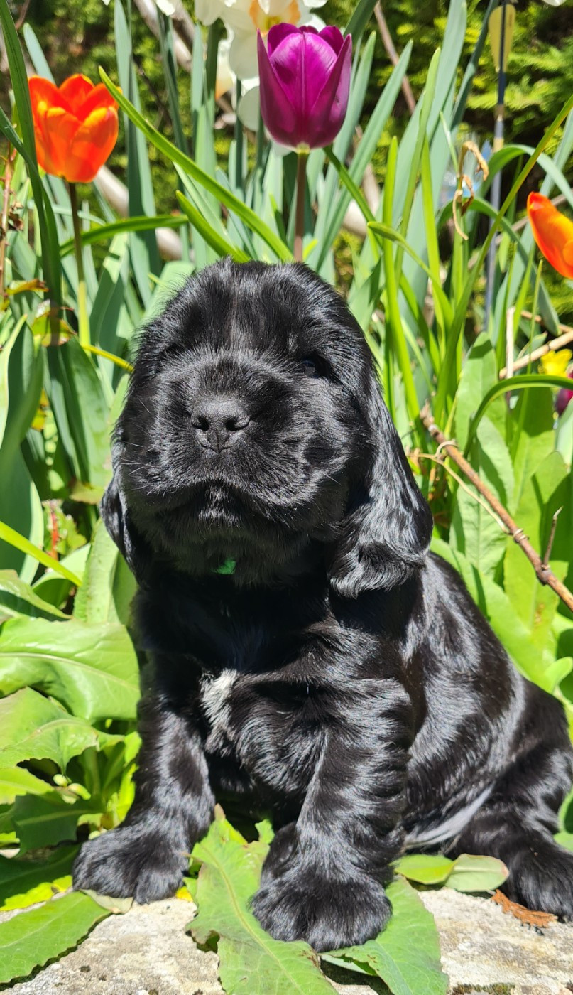 du Grand Cougnot - Chiots disponibles - Cocker Spaniel Anglais
