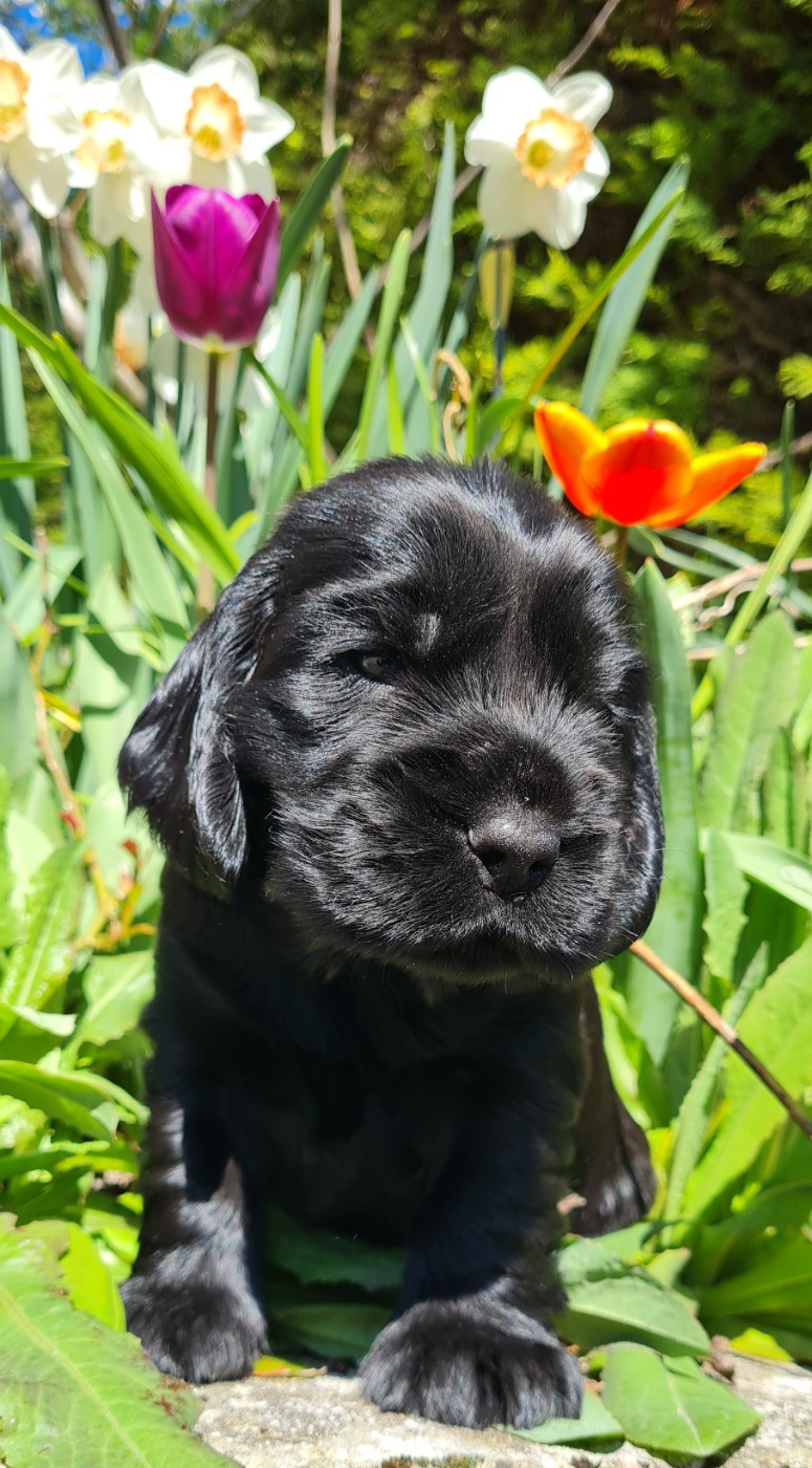 du Grand Cougnot - Chiots disponibles - Cocker Spaniel Anglais
