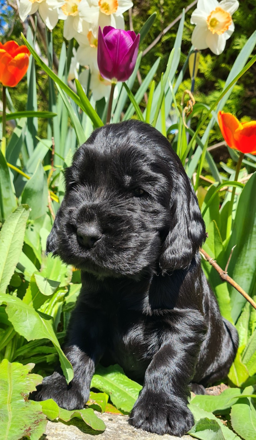 du Grand Cougnot - Chiots disponibles - Cocker Spaniel Anglais