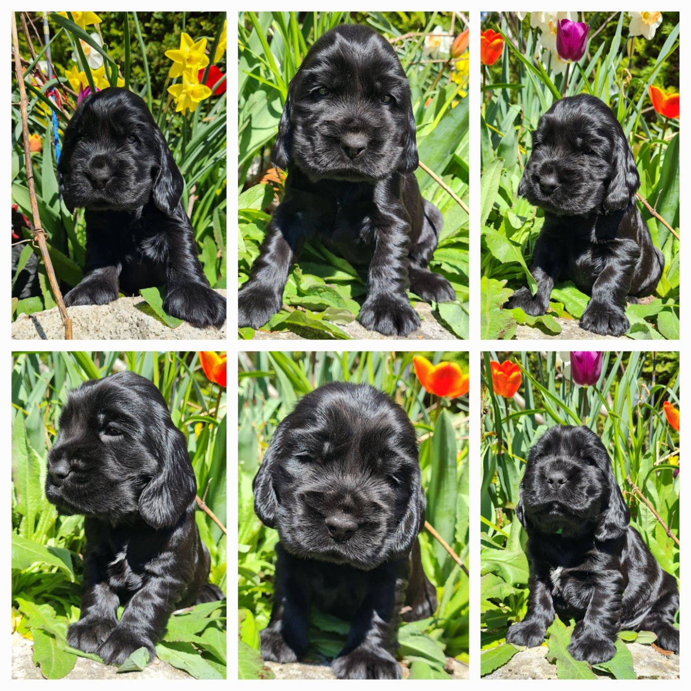 du Grand Cougnot - Cocker Spaniel Anglais - Portée née le 06/03/2026