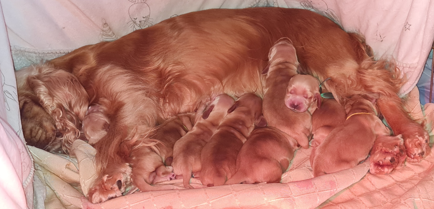 Chiot Cocker Spaniel Anglais du Grand Cougnot