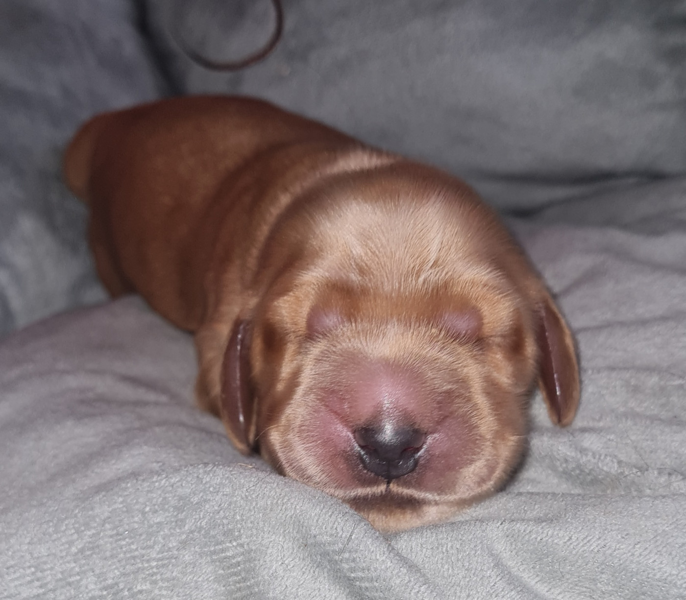 du Grand Cougnot - Chiots disponibles - Cocker Spaniel Anglais