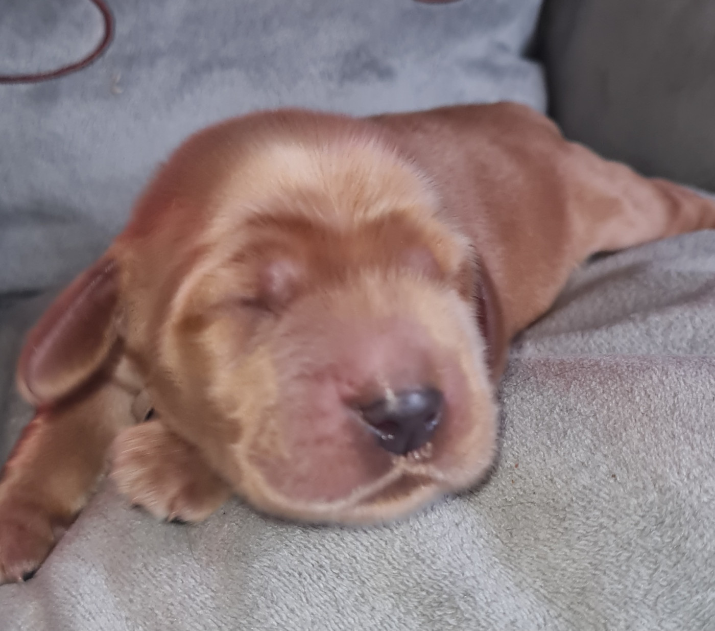 du Grand Cougnot - Chiots disponibles - Cocker Spaniel Anglais