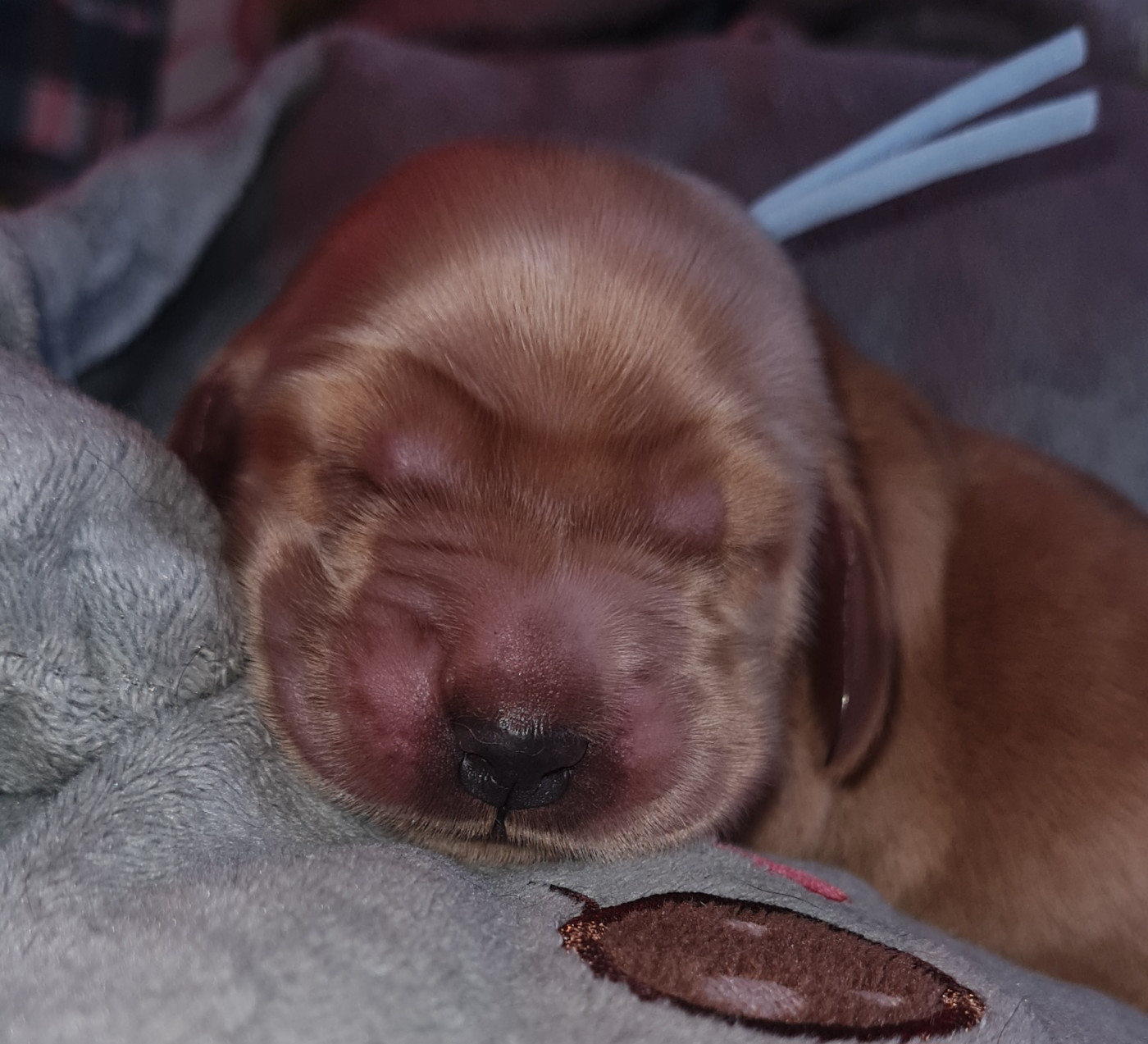 du Grand Cougnot - Chiots disponibles - Cocker Spaniel Anglais