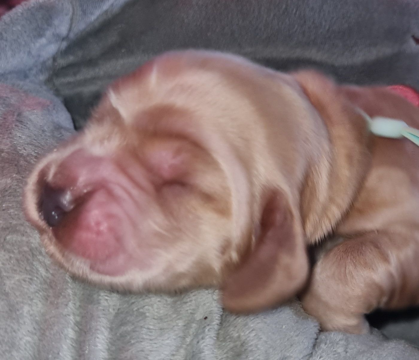 du Grand Cougnot - Chiots disponibles - Cocker Spaniel Anglais