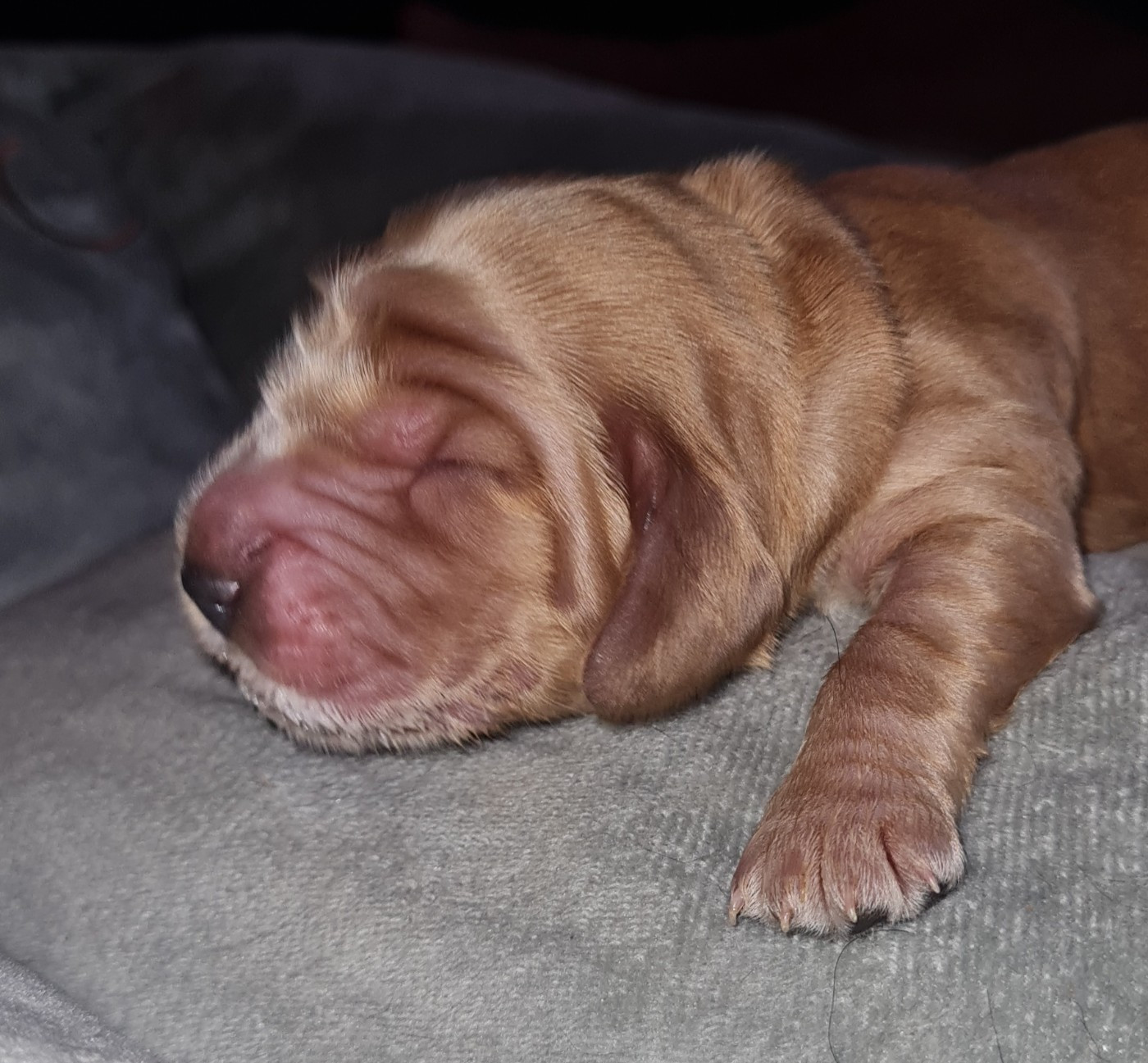 du Grand Cougnot - Chiots disponibles - Cocker Spaniel Anglais