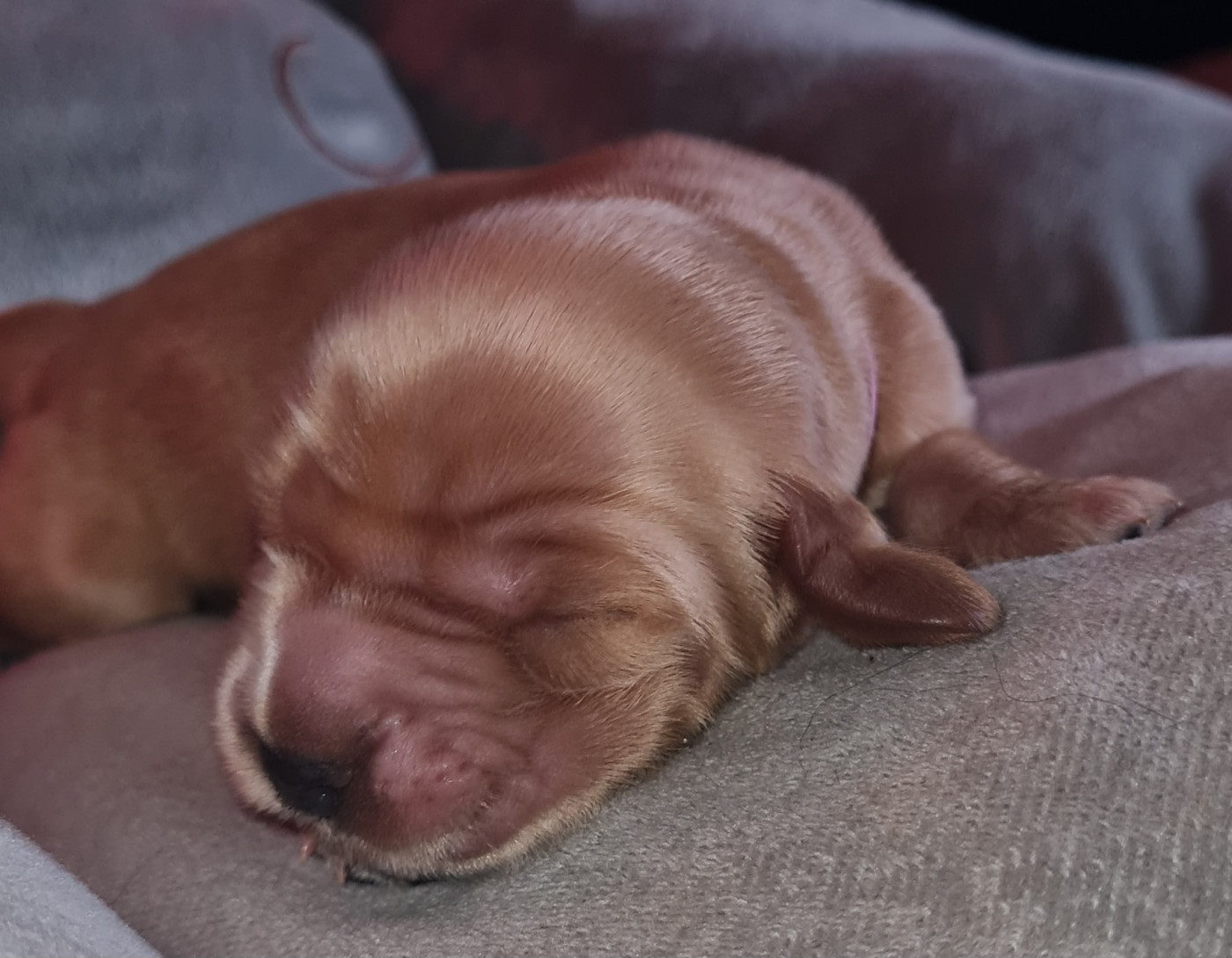 du Grand Cougnot - Chiots disponibles - Cocker Spaniel Anglais