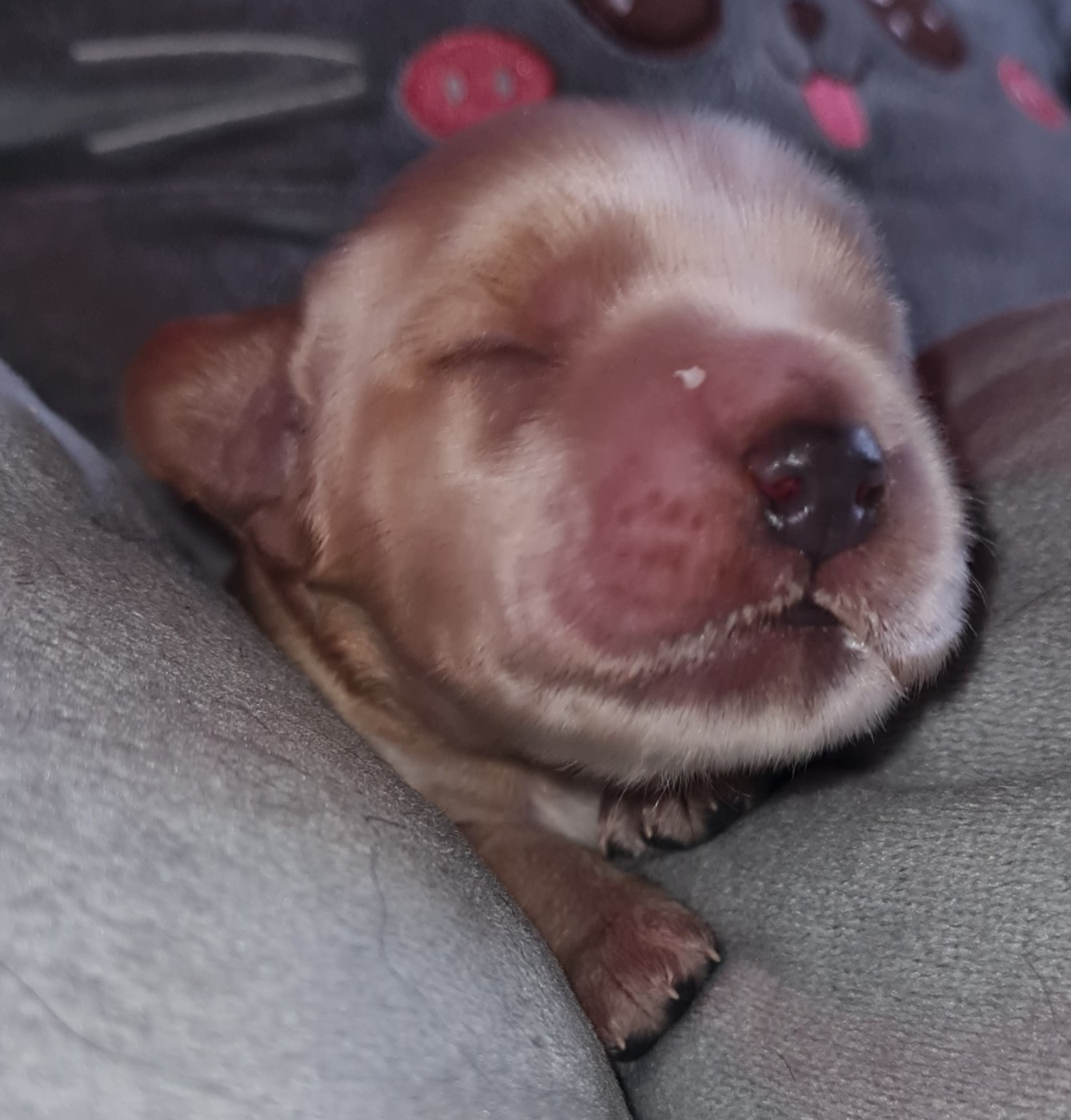 du Grand Cougnot - Chiots disponibles - Cocker Spaniel Anglais