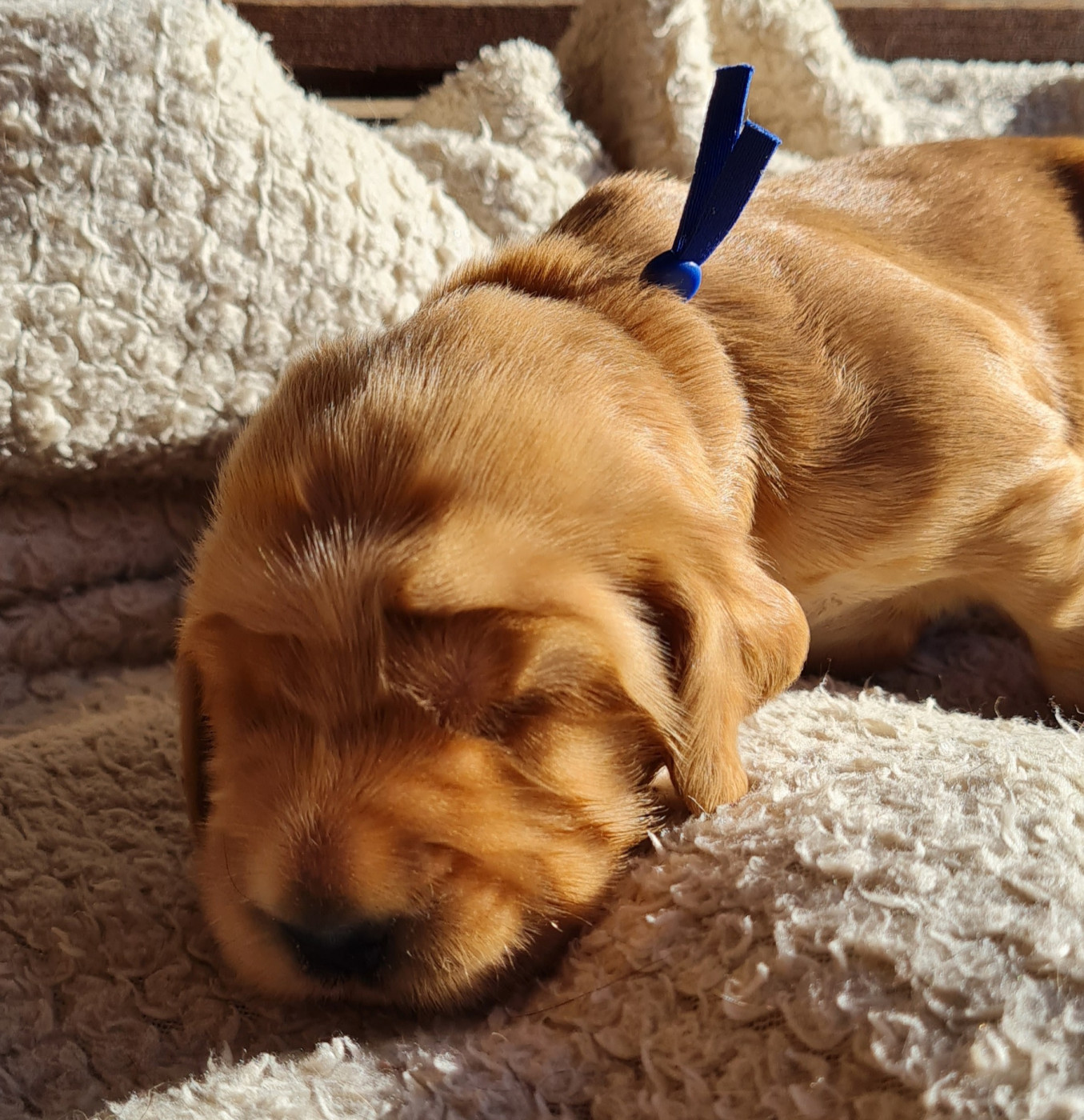 du Grand Cougnot - Chiots disponibles - Cocker Spaniel Anglais