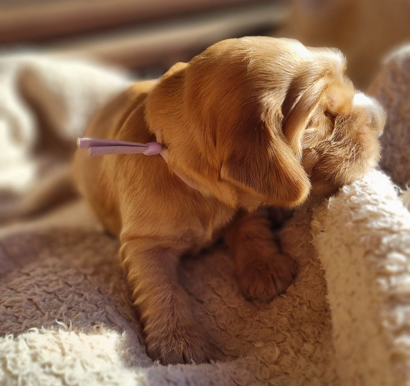 du Grand Cougnot - Chiots disponibles - Cocker Spaniel Anglais
