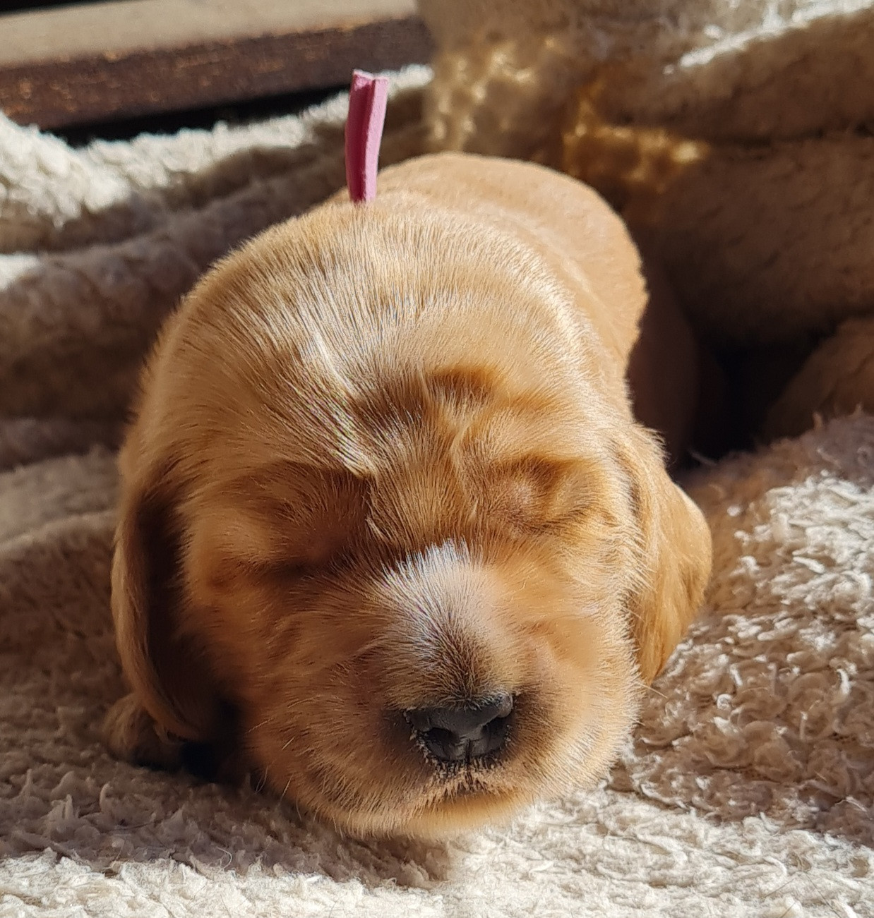 du Grand Cougnot - Chiots disponibles - Cocker Spaniel Anglais